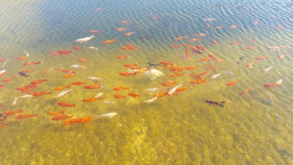 Entretien d'un bassin de carpes Koi japonais : les étapes à suivre