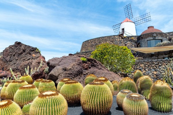 des idées pour aménager un jardin de rocaille avec des plantes rustiques