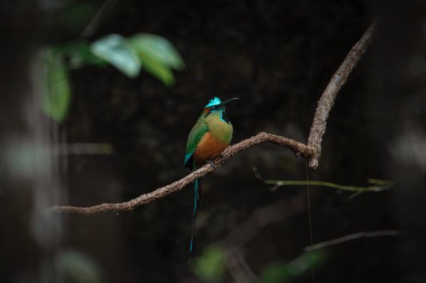 Cinq astuces faciles pour réussir le nettoyage d'une gouttière en zinc